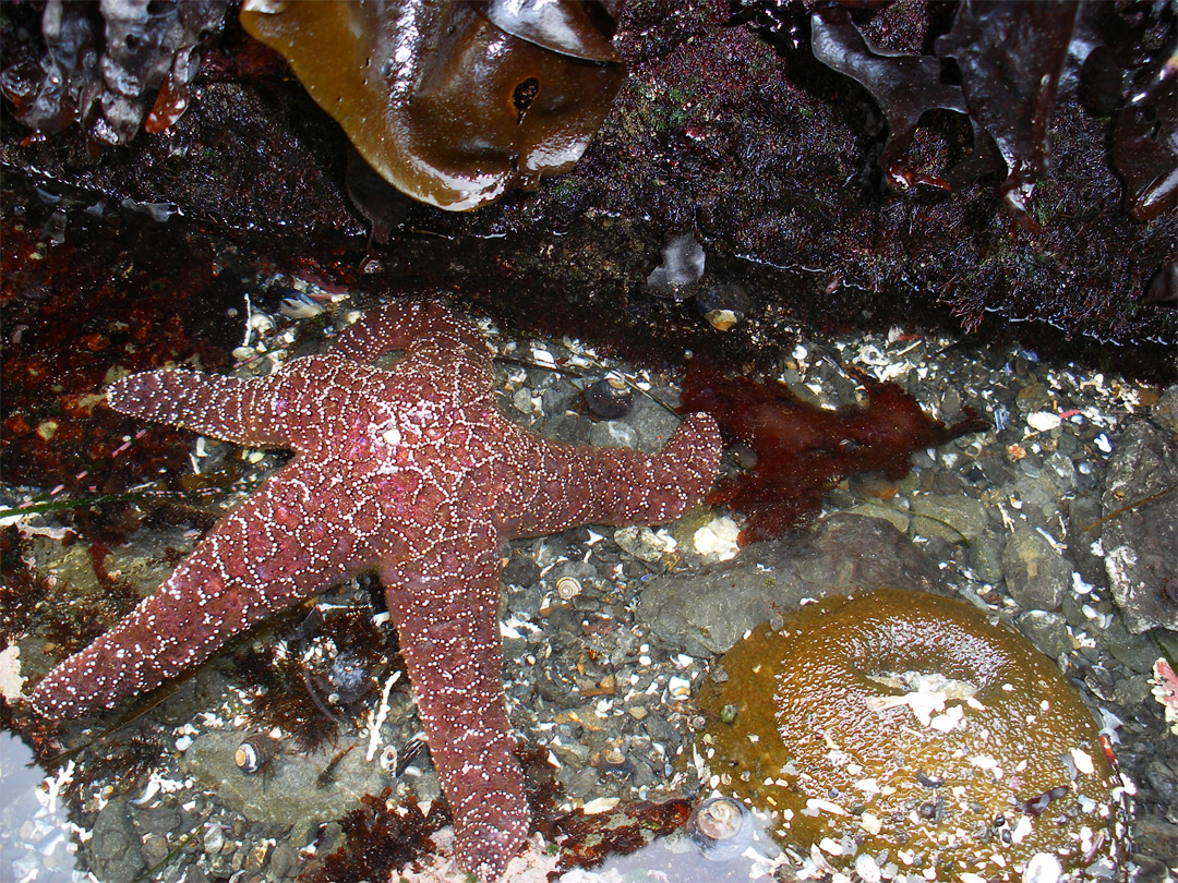 Ochre sea star
