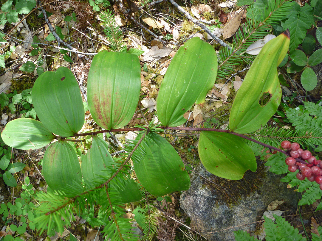 Maianthemum racemosum