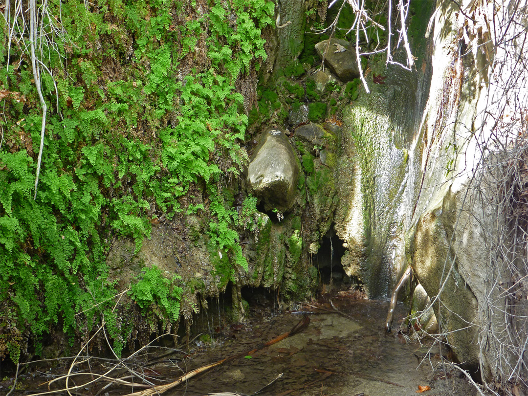 Pool at Maidenhair Falls