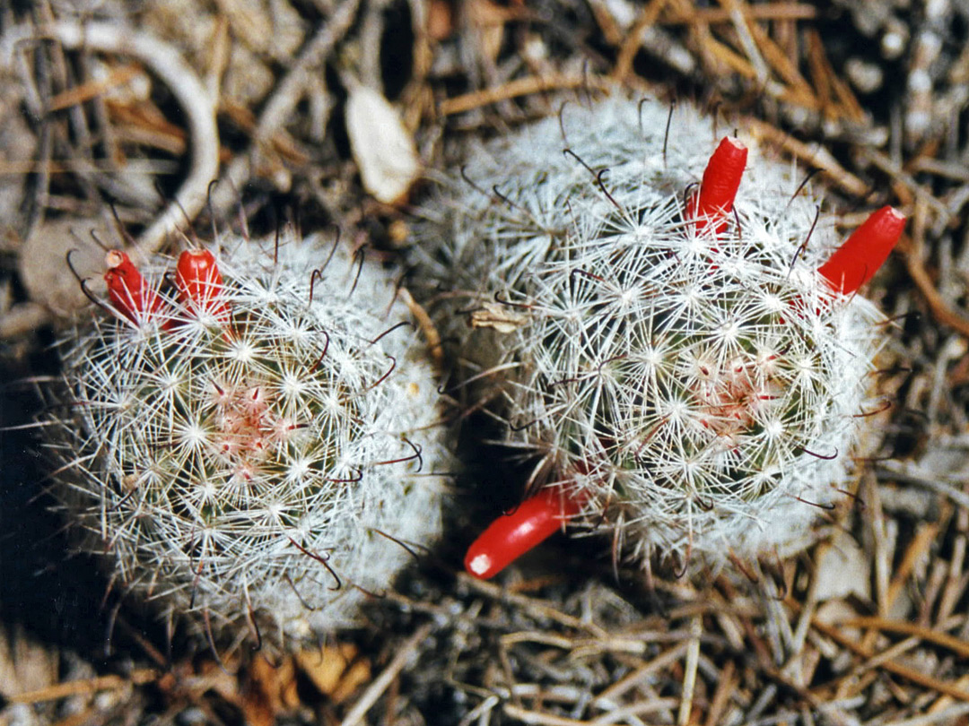 Mammillaria tetrancistra