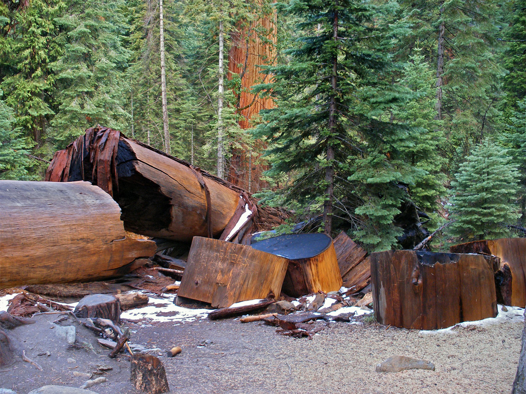 Old sequoia trunk