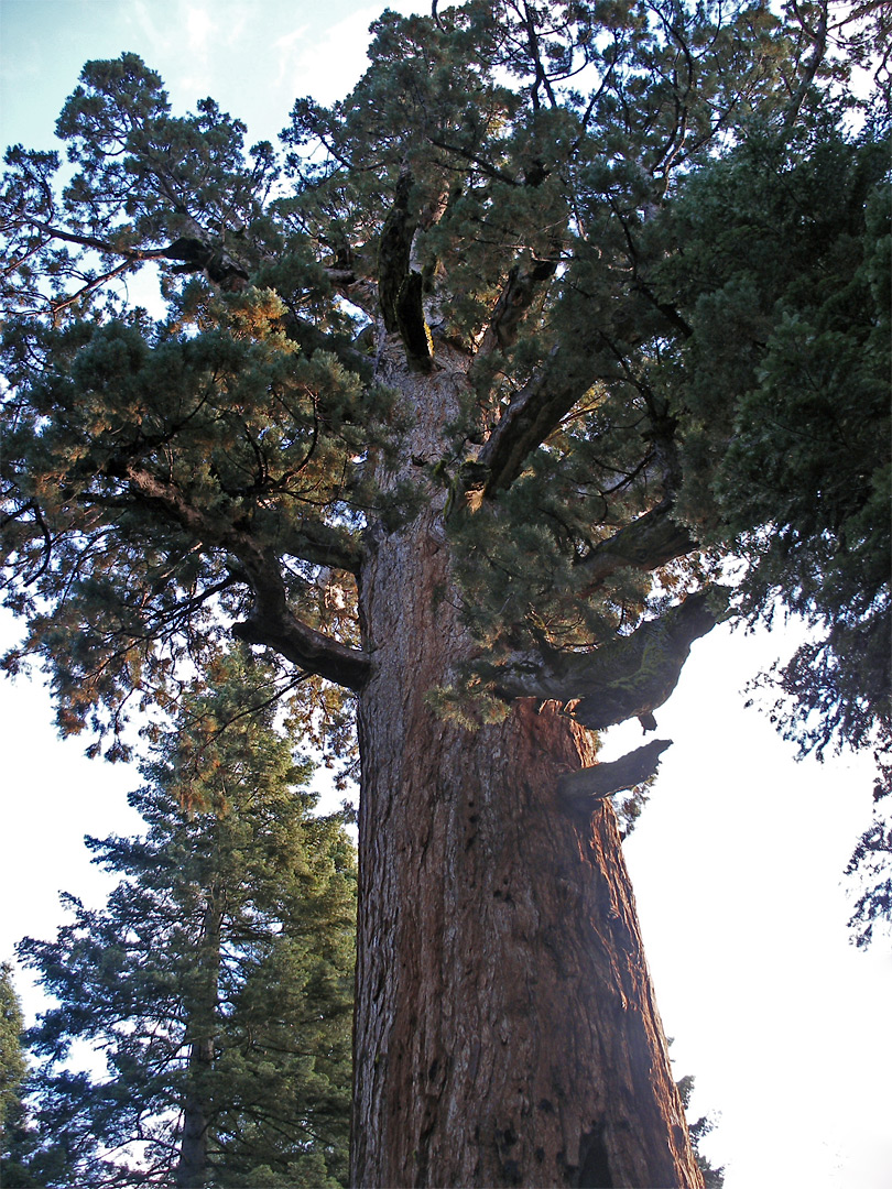 Top of a sequoia
