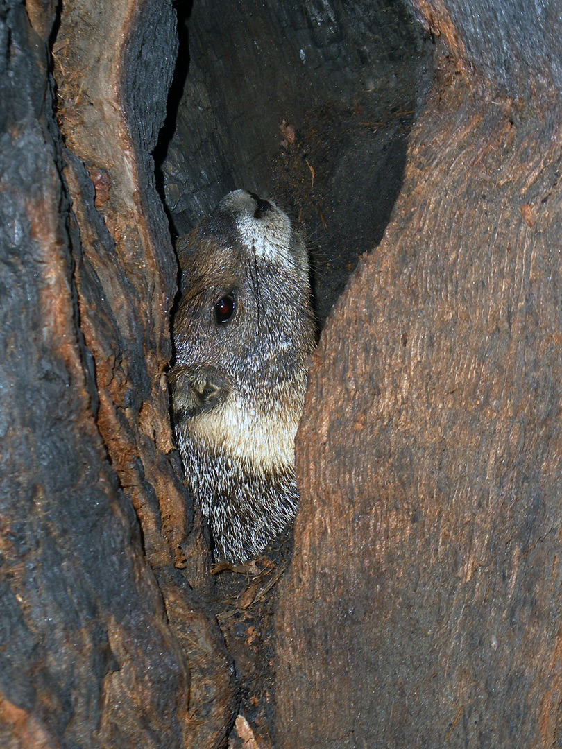 Marmot in a hollow tree