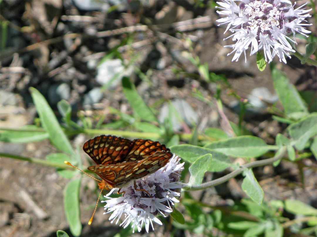 Mountain coyote-mint