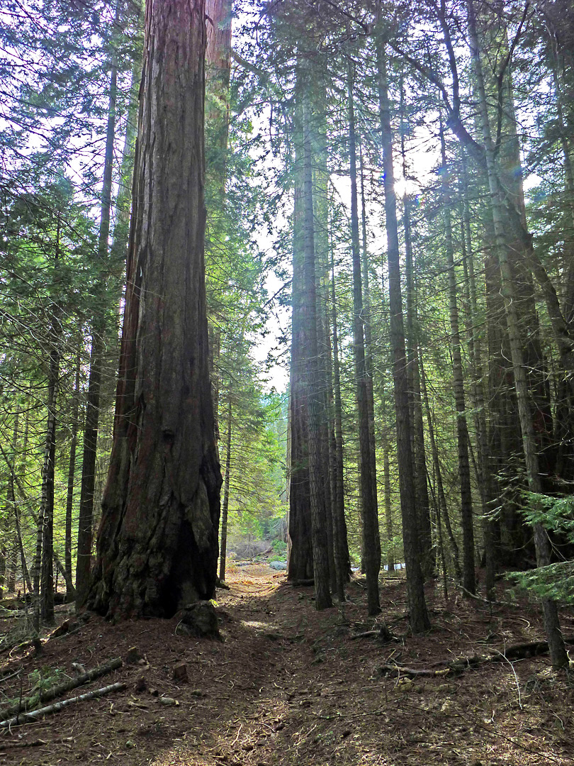 Shadowy trees