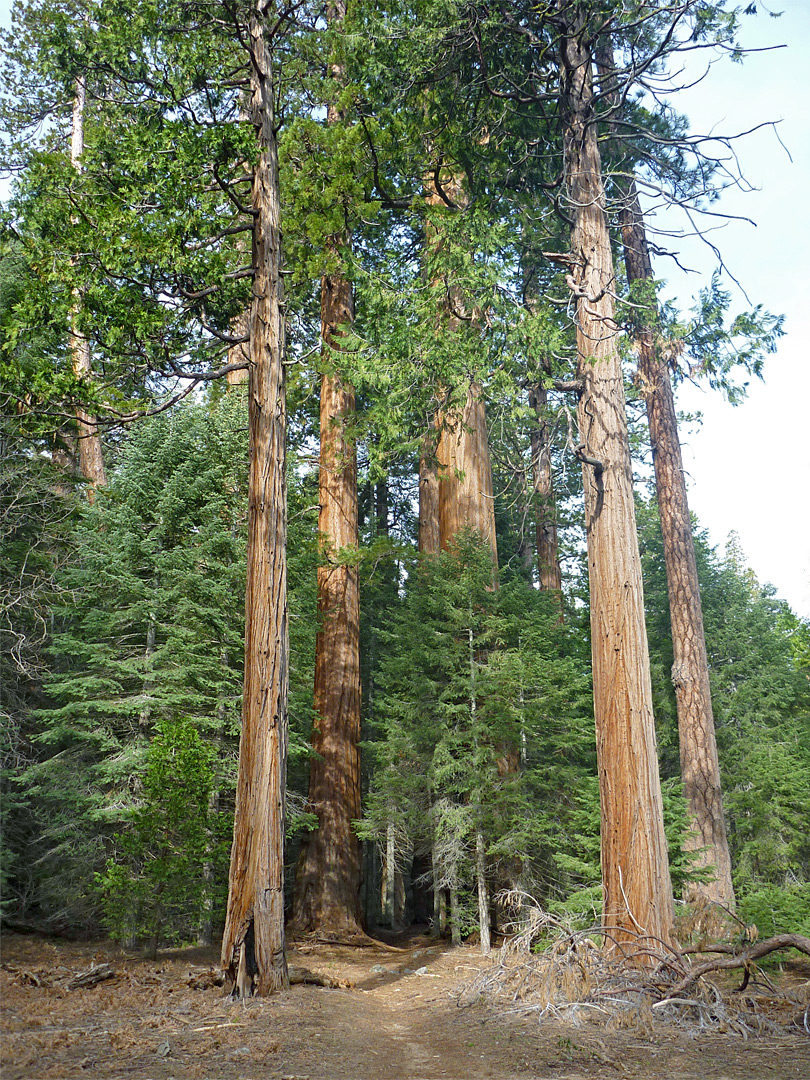 Trees in the McIntyre Grove