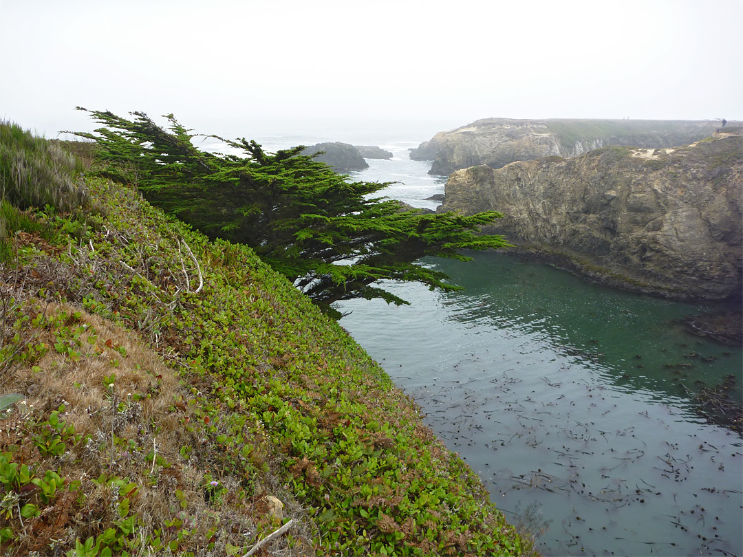 Cypress above an inlet