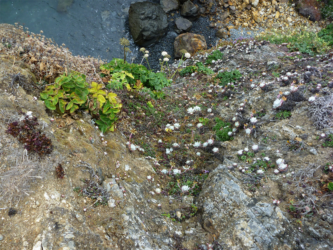 Plants at the edge of the cliffs