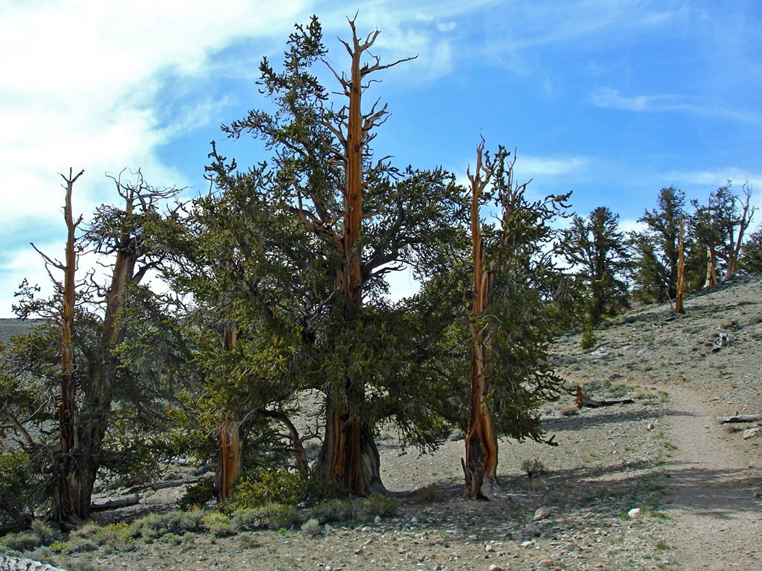 Methuselah Trail