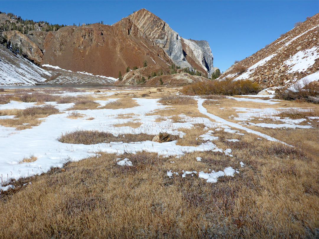 Dead grass