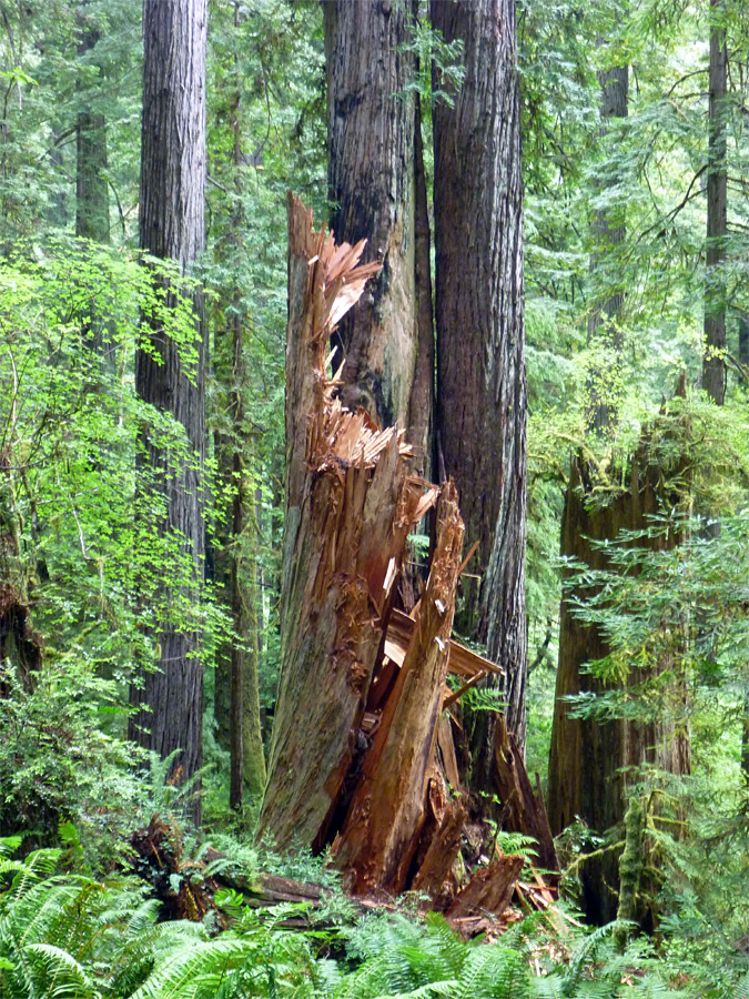 Broken trunk