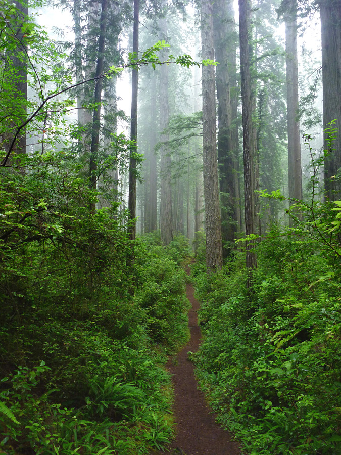 Miners Ridge Trail - straight section