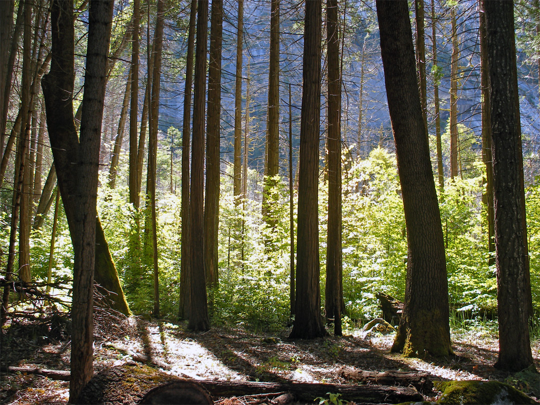 Trees by Mirror Meadow