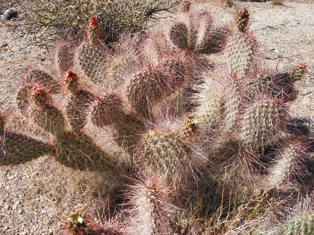 Long, thin, spines