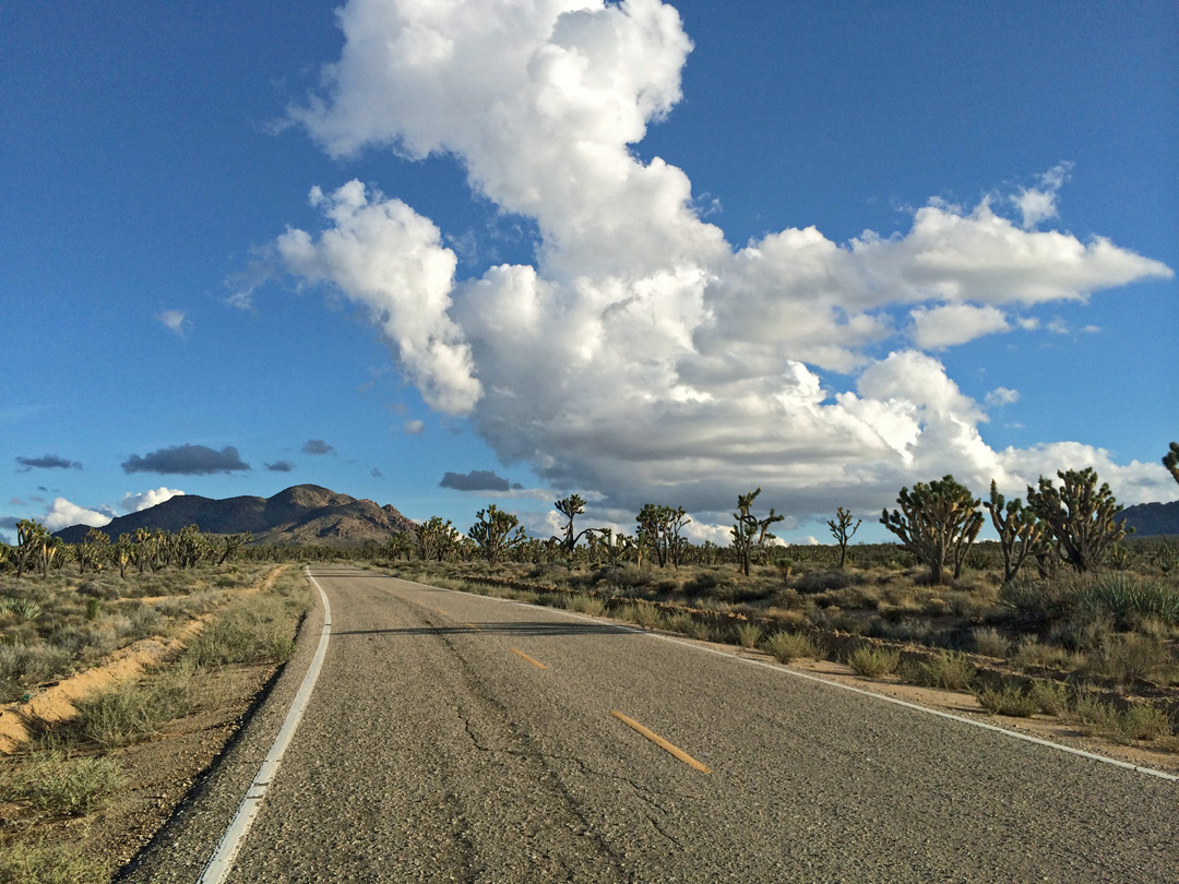 Joshua trees near Cima Dome