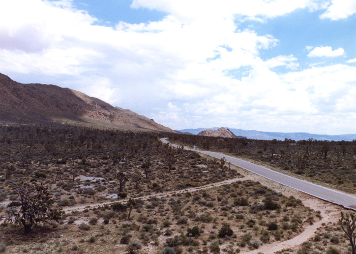 Joshua trees along Cima Road