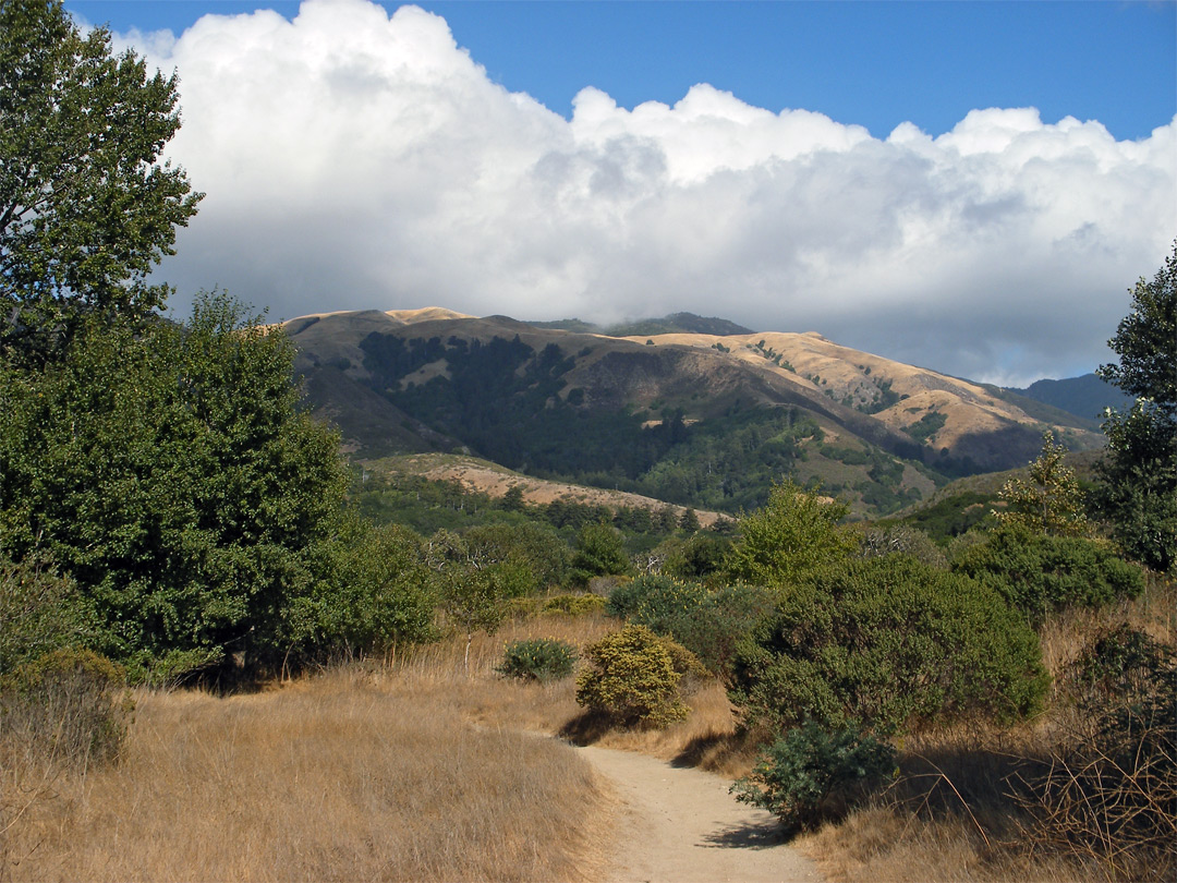 Trail to the beach