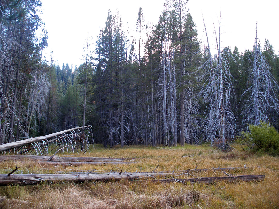 Trees beside Mono Meadow