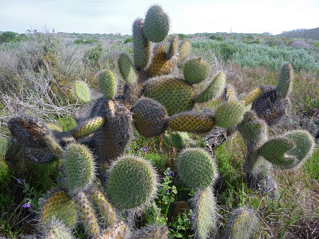 Opuntia