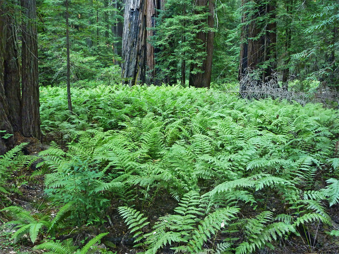 Ferns