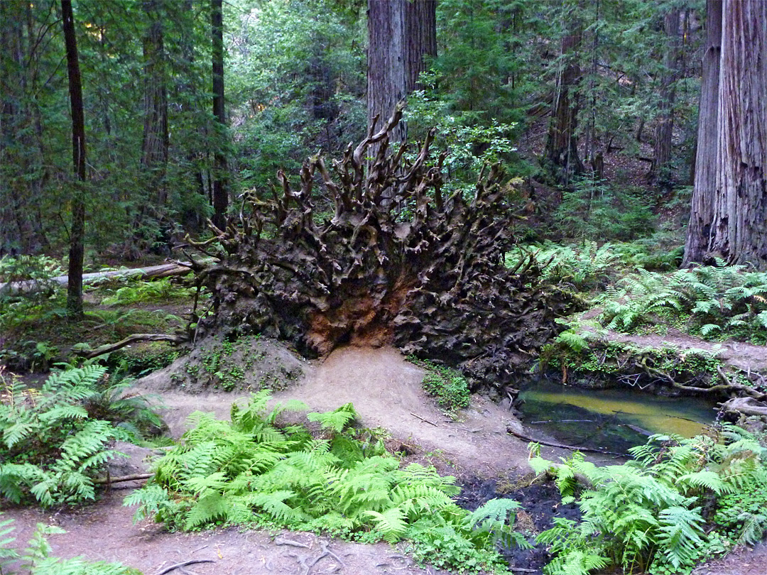 Roots beside a pool