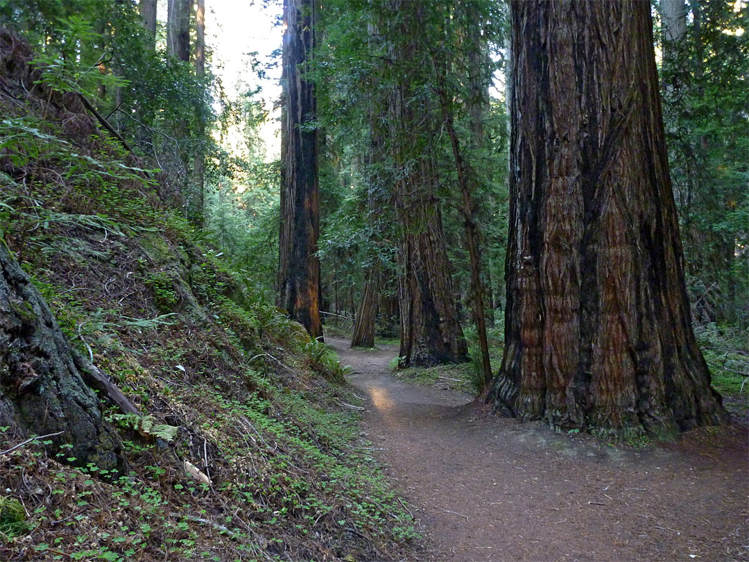 Loop Trail