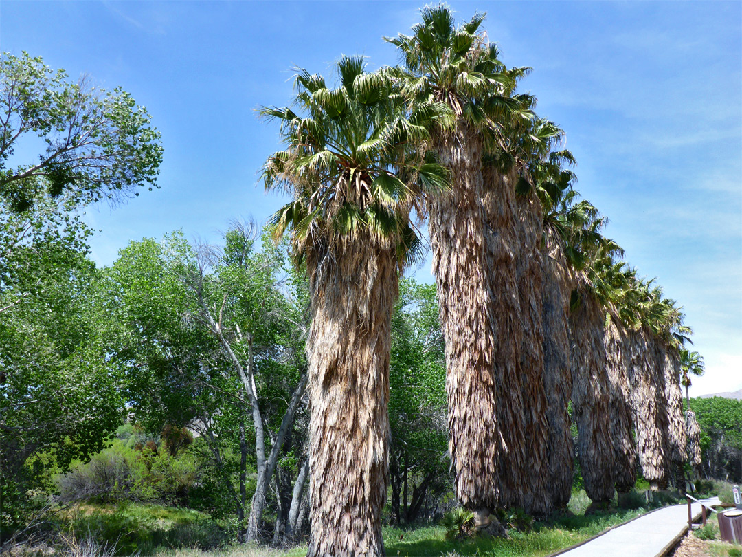 Row of tall palms