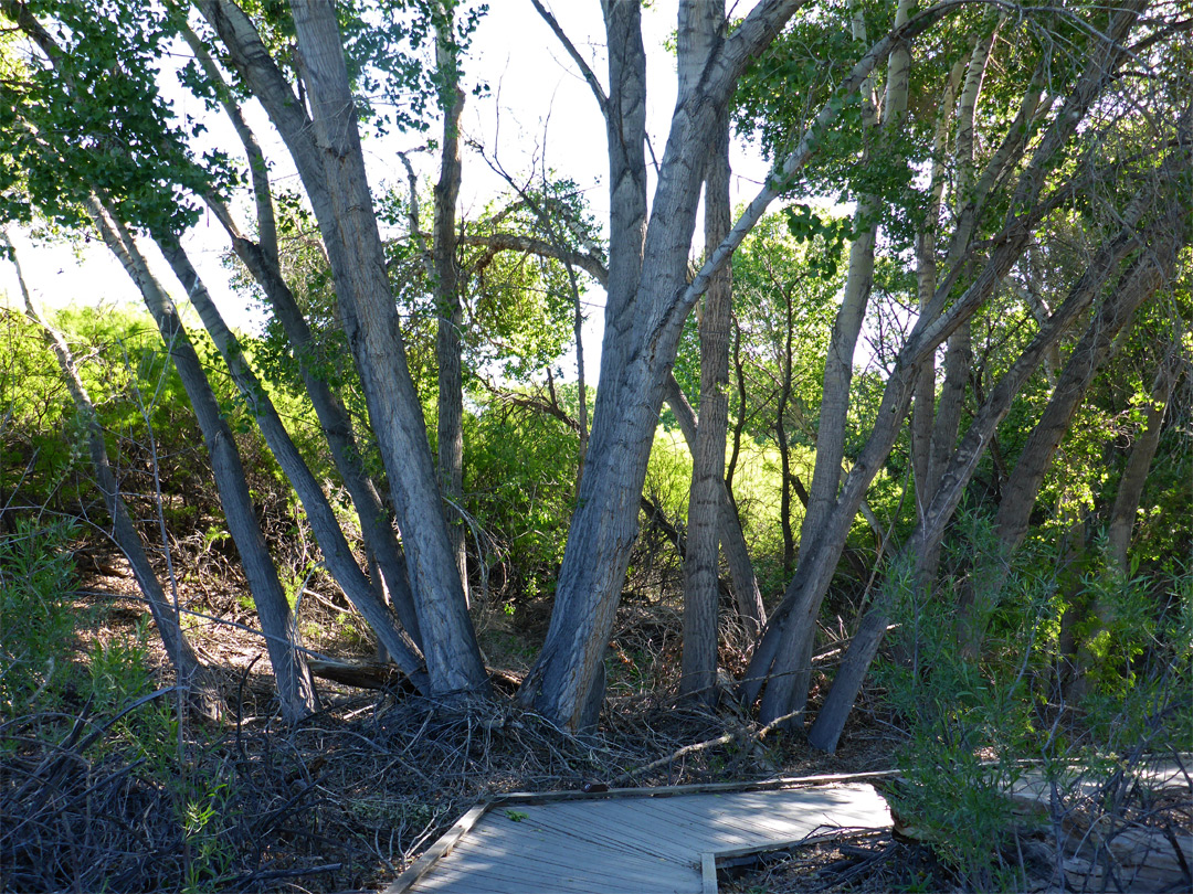 Marsh Trail