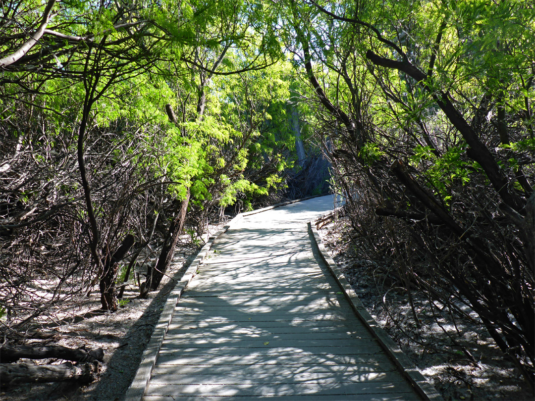 Boardwalk