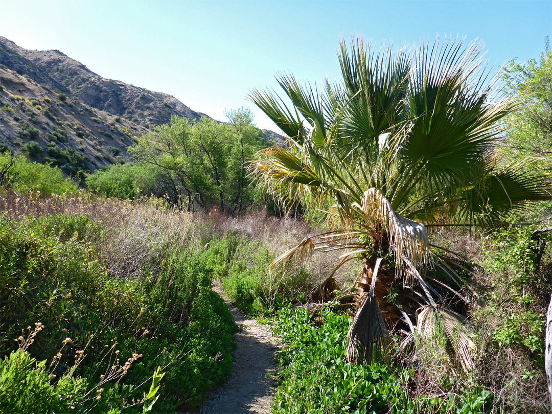 Palm by the path