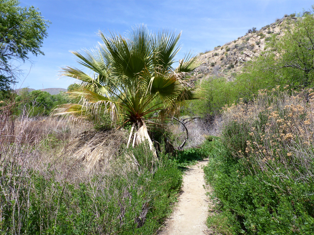 Overgrown surroundings