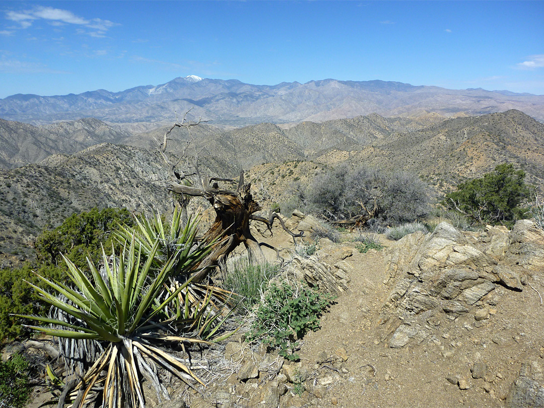 Morongo View