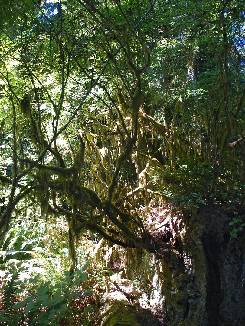 Mossy tree