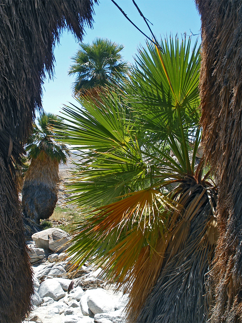 Sun on palm leaves