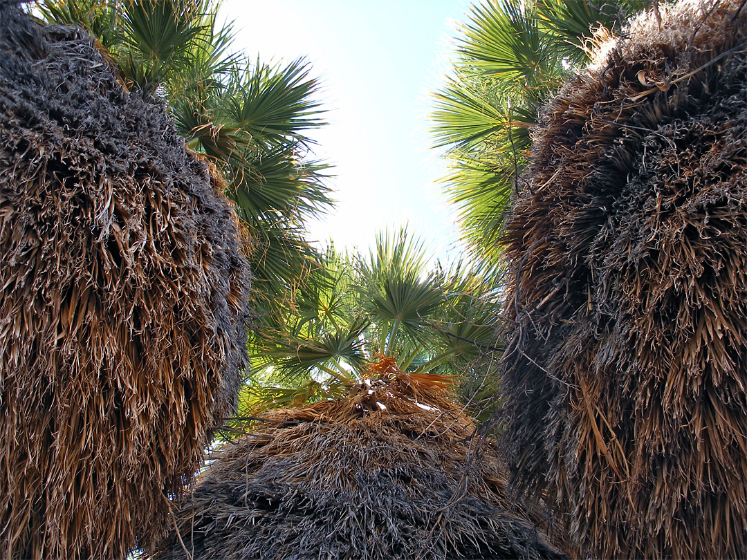Palm tree trunks