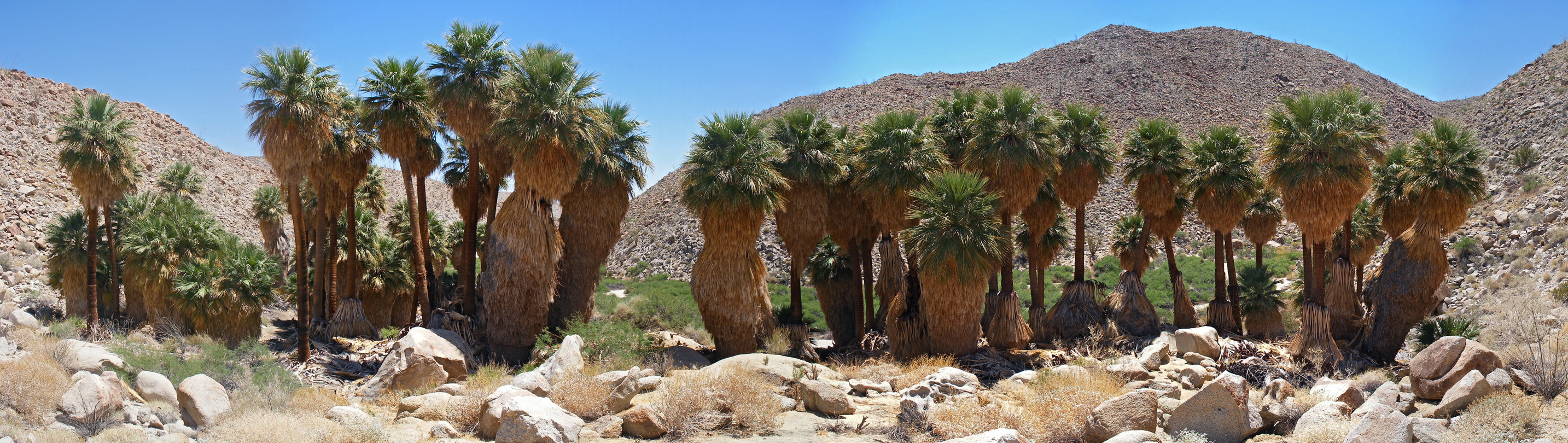 Trees in the Palm Grove