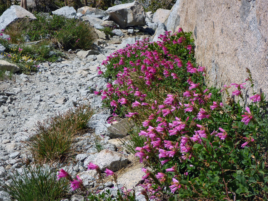 Many flowers