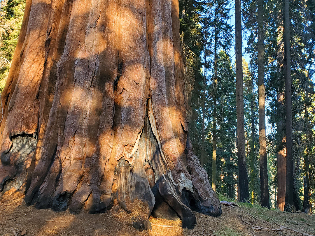 Huge sequoia