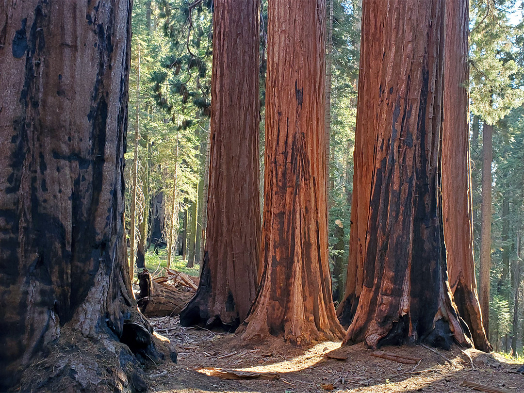 Red trunks