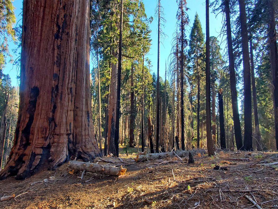 Large and small trees