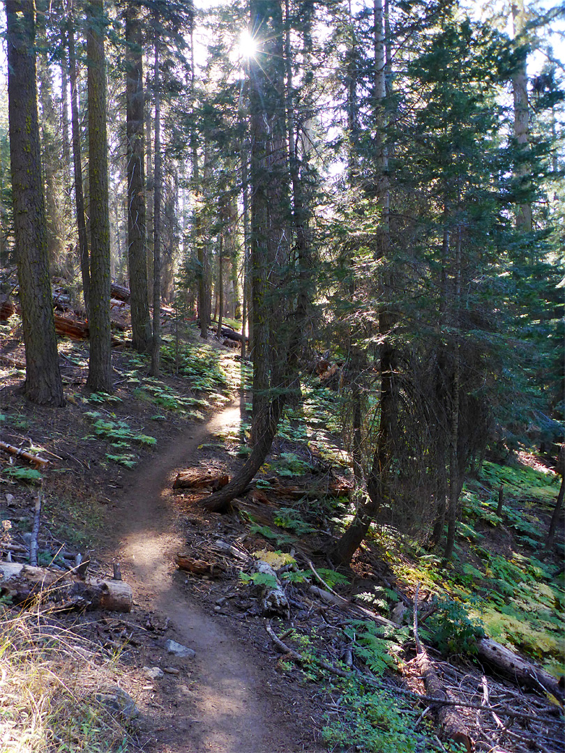 Sun through the trees