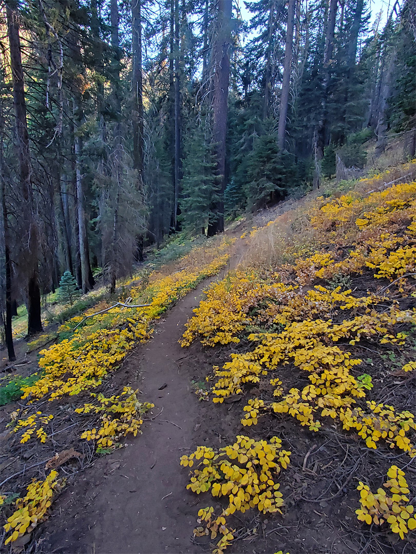 Path over sloping ground