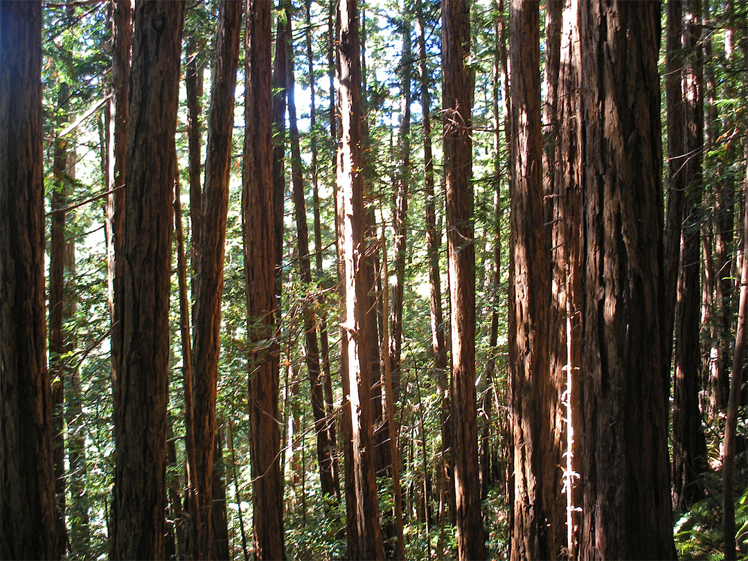 Douglas fir trees