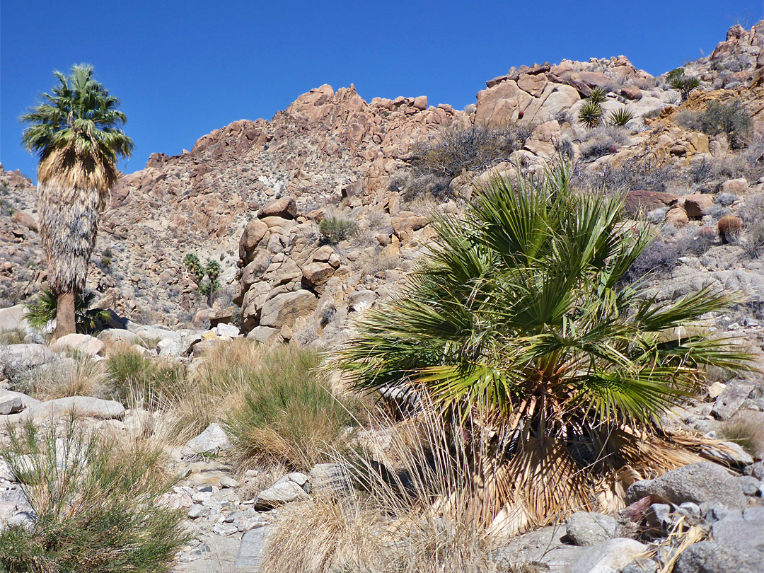 Large and small palms