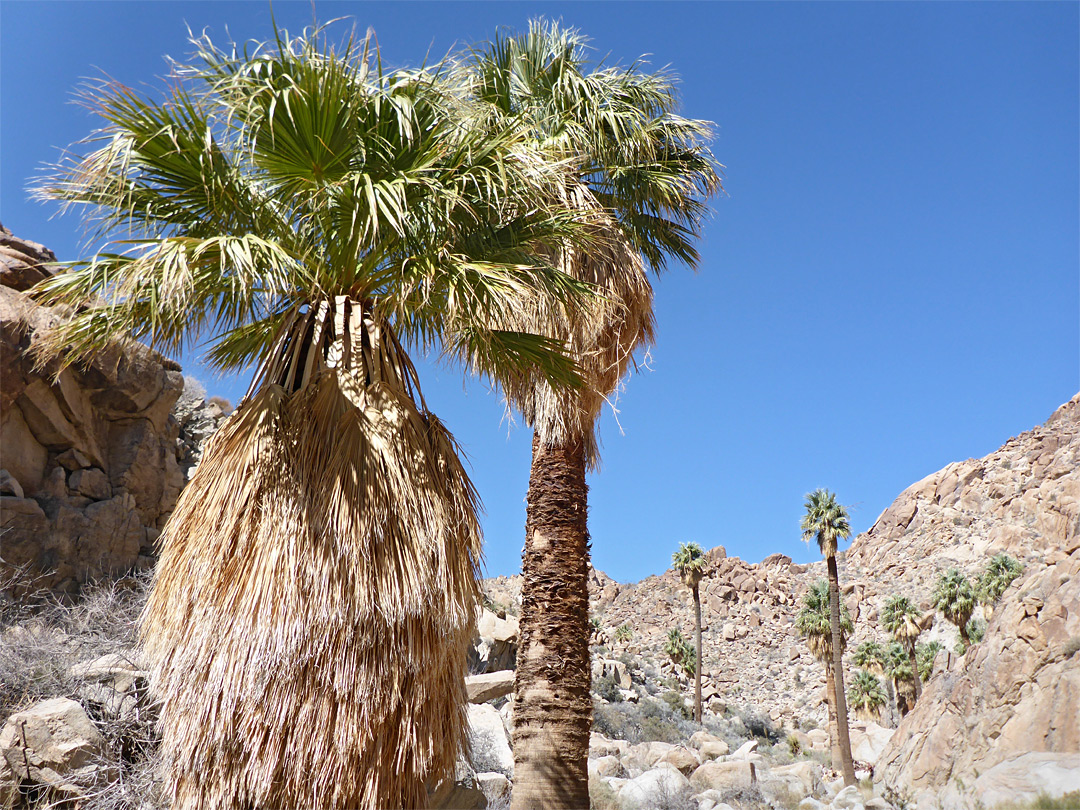 Scattered palms