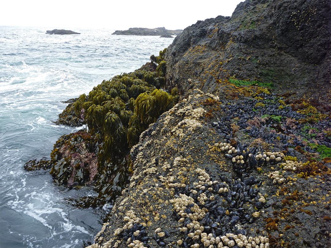 Mussels and sea palms