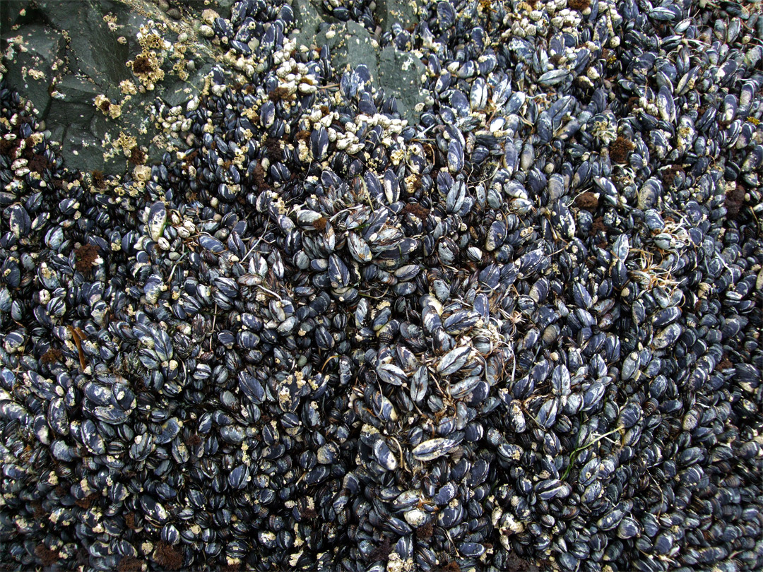 Hundreds of mussels