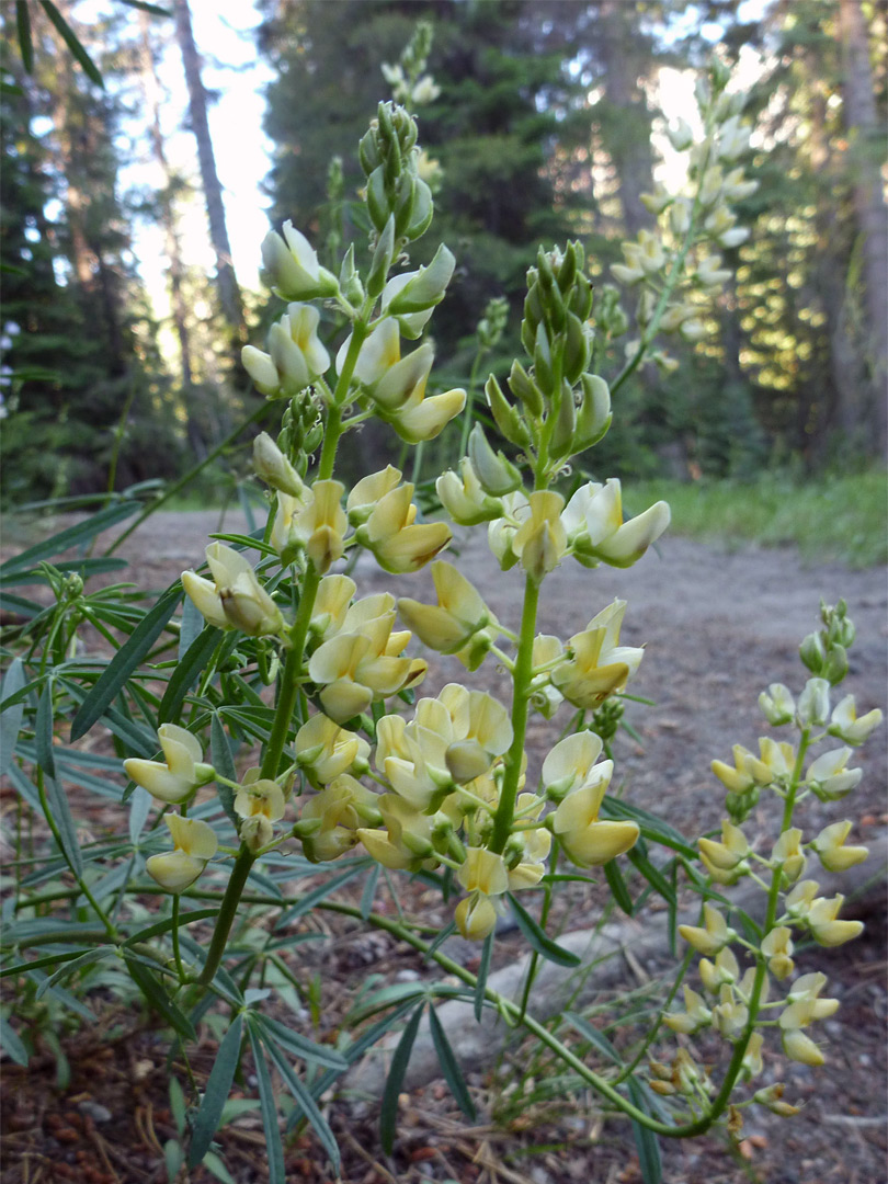 Narrow flowered lupine