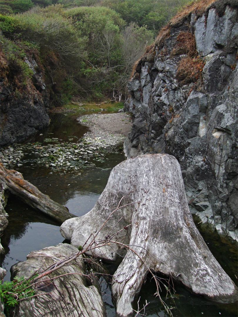 Redwood stump