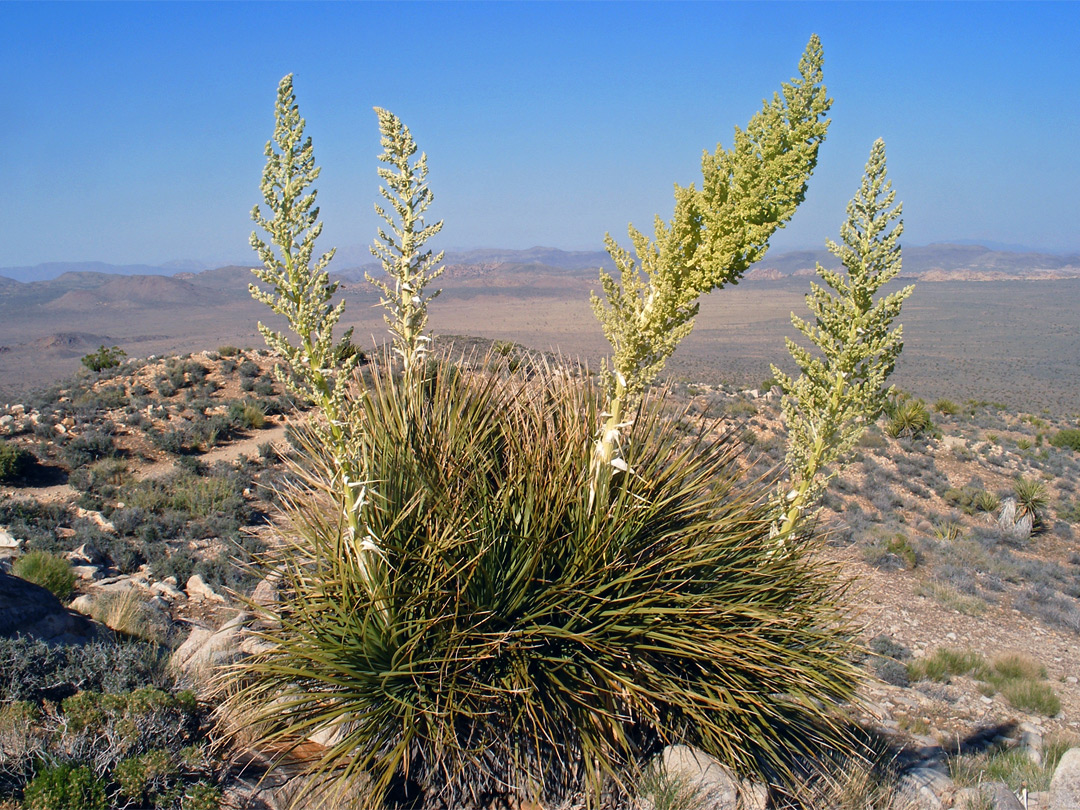 Flower stalks